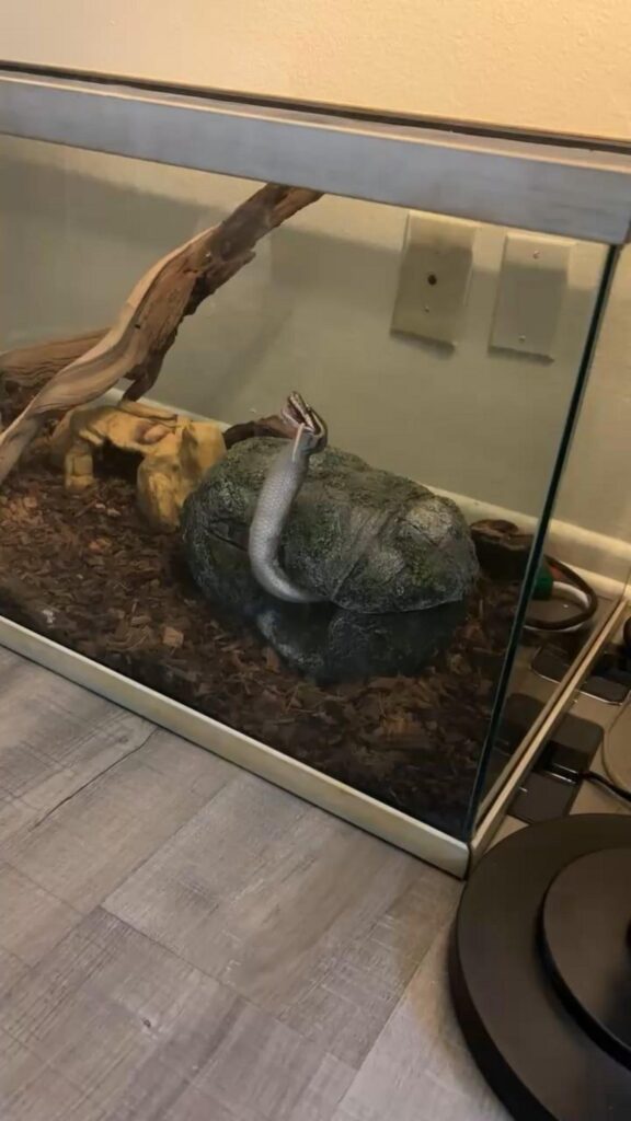 口を大きく開けてあくびをする灰色のヘビ