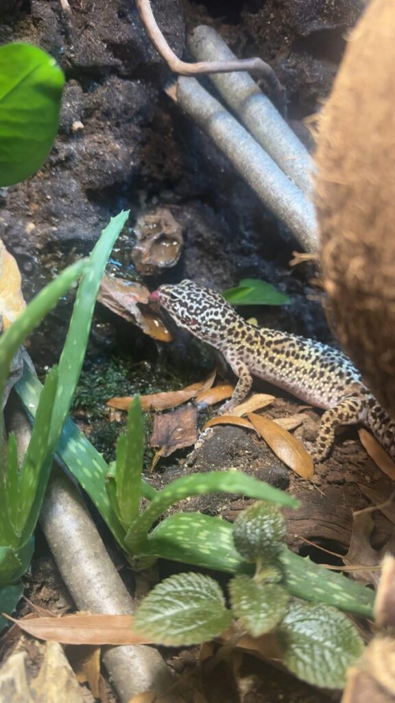 目を舐める斑点模様ヒョウモントカゲモドキ