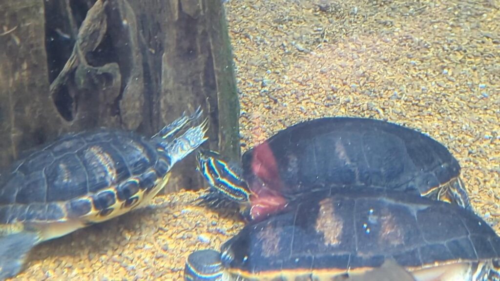 水底で重なり合う黒と黄色の縞模様のカメ