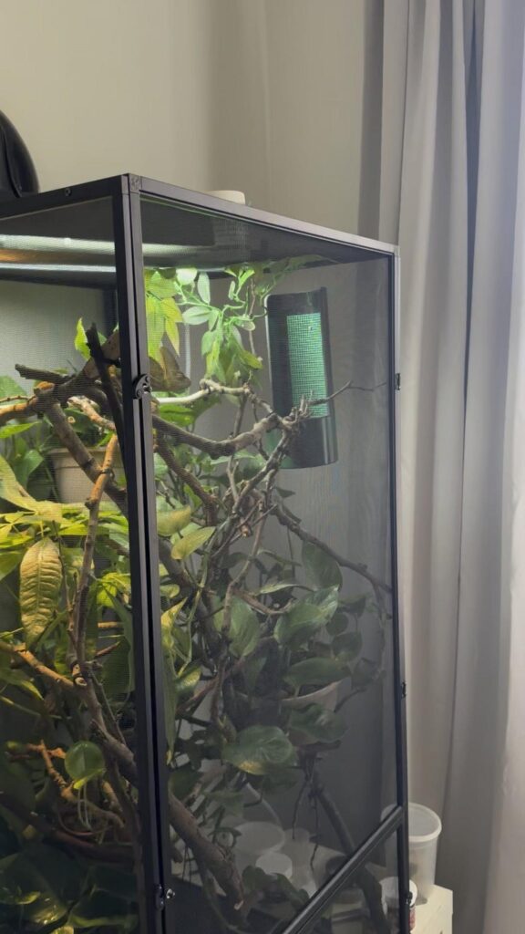 枝に掴まっている茶色のカメレオン