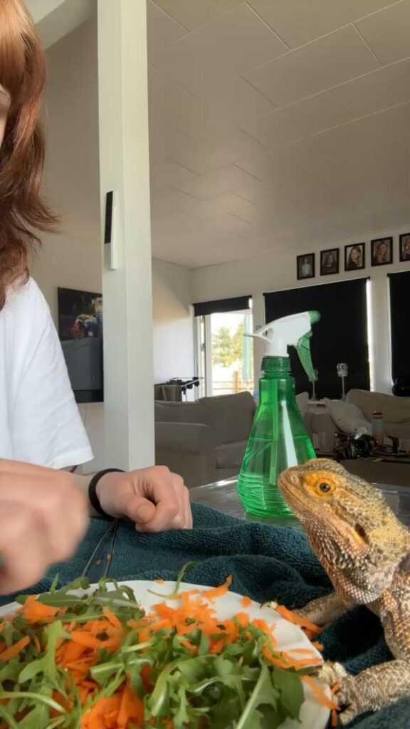 野菜を見つめる茶色いフトアゴヒゲトカゲ