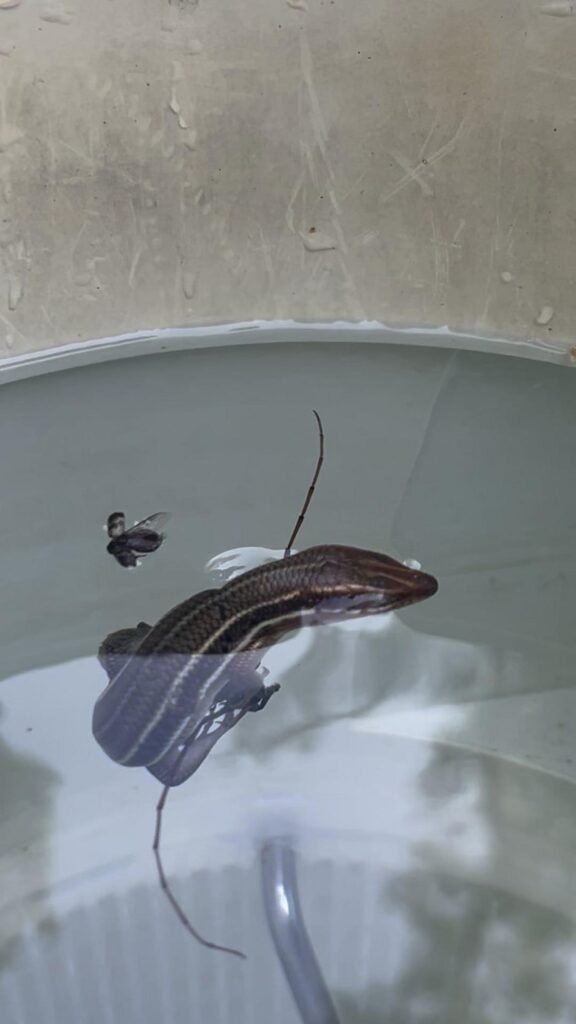 茶色い縞模様のトカゲが水面に浮いている