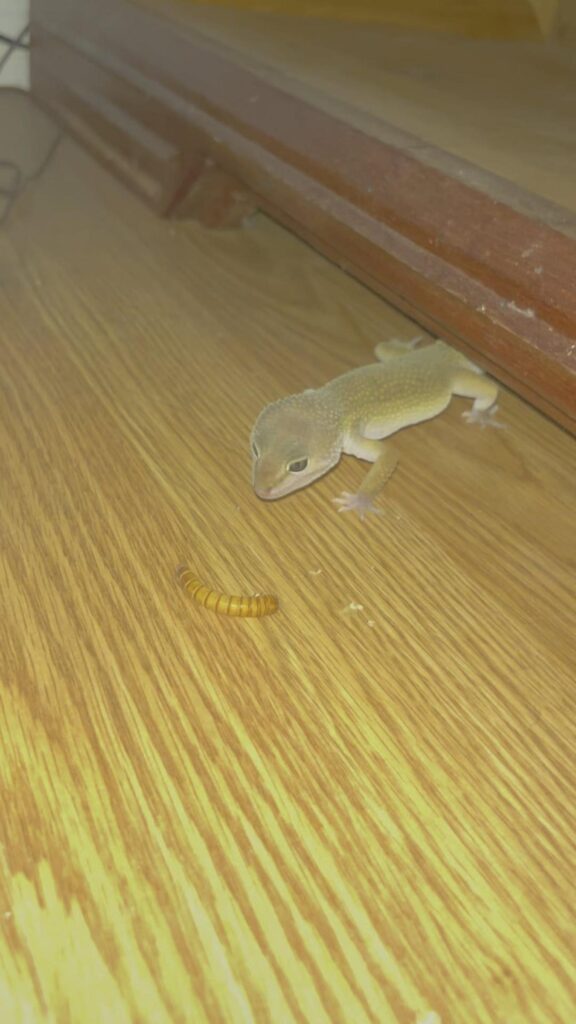 黄色いトカゲが幼虫を狙っている