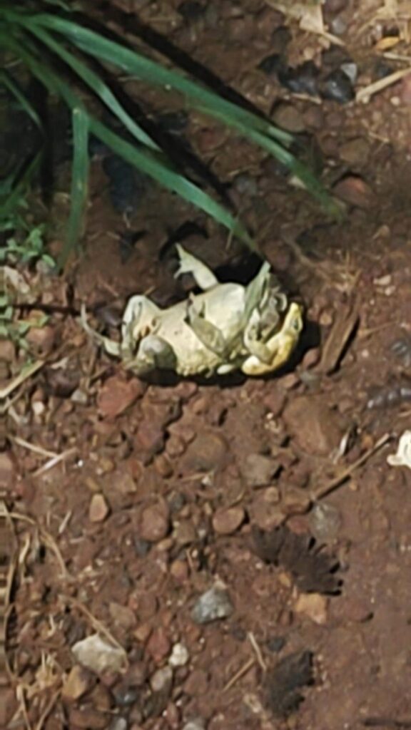 仰向けで倒れている白いカエル