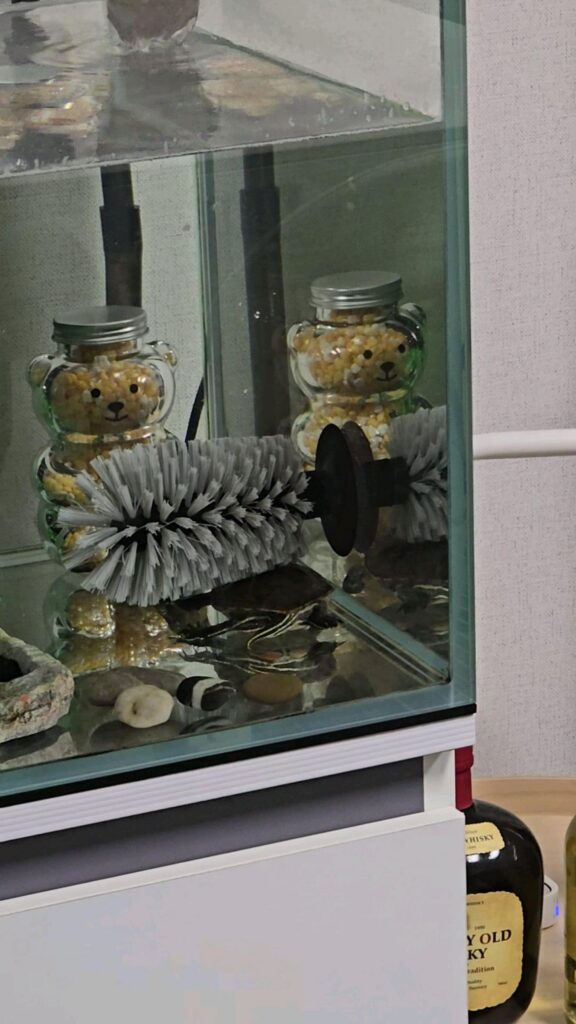 黒地に黄色い縞模様の亀が水底にいる