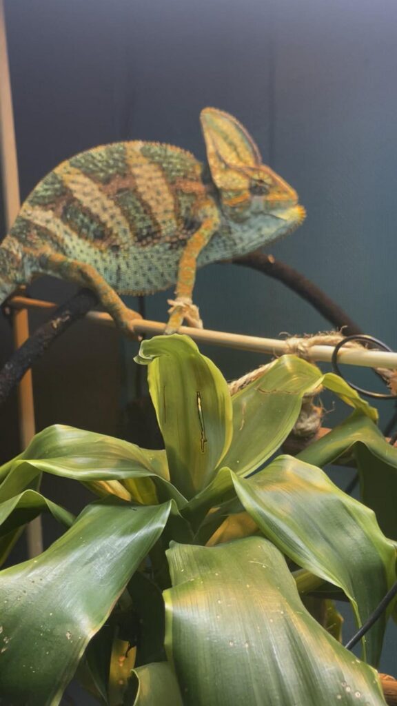 緑と黄色のカメレオンが棒に掴まっている