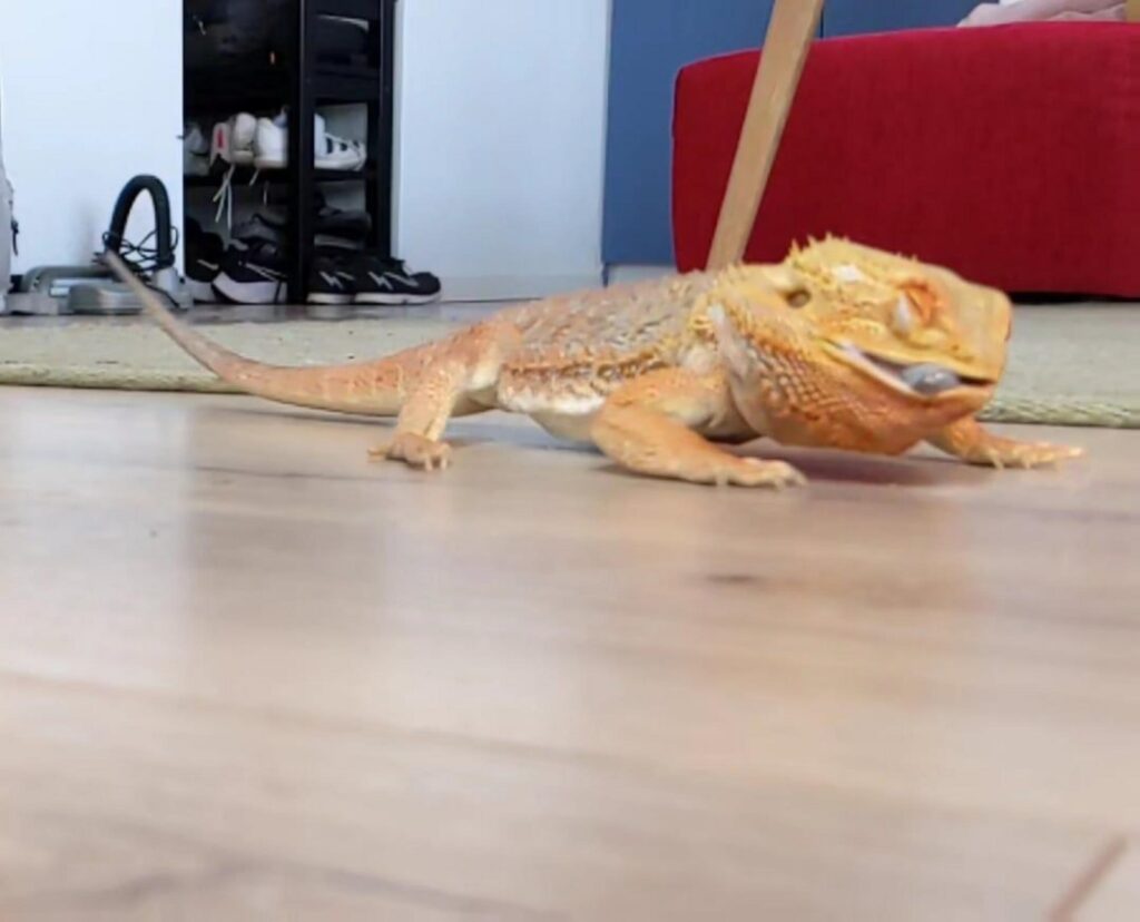 舌を出すオレンジ色のフトアゴヒゲトカゲ