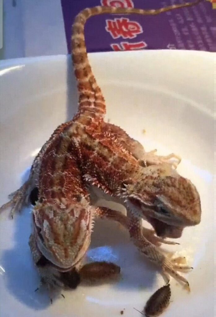 赤茶色の双頭のフトアゴヒゲトカゲが食事中