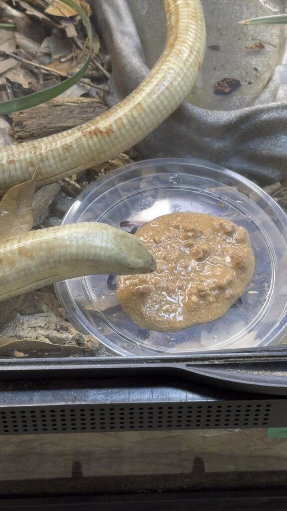 薄茶色のアシナシトカゲが餌に近づいている