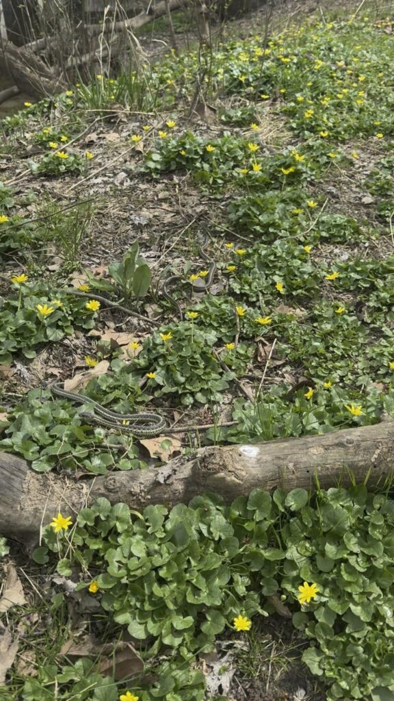 草むらを這う緑色の縞模様のヘビ