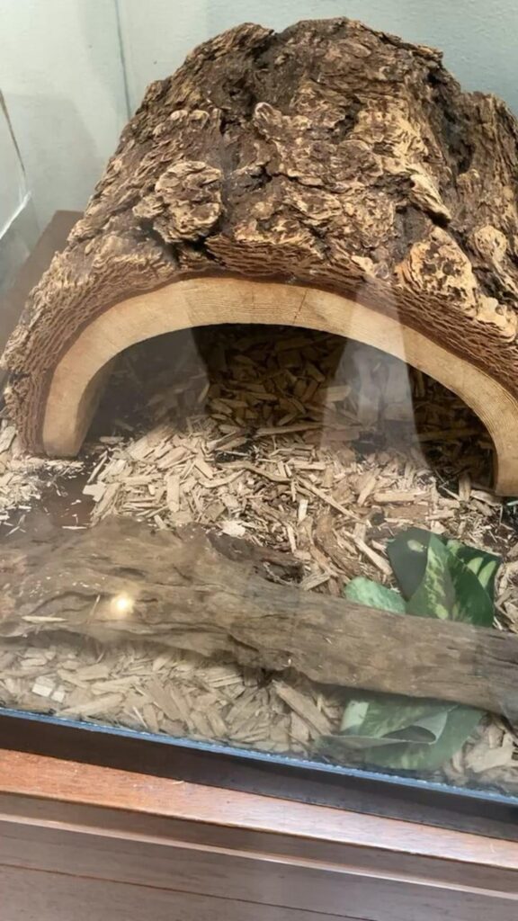 木片が敷かれ樹皮の隠れ家がある飼育ケース