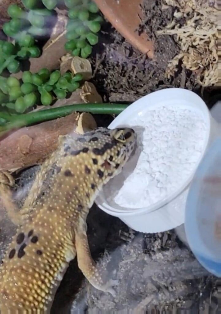 黄色と黒のトカゲが白い粉を舐めている