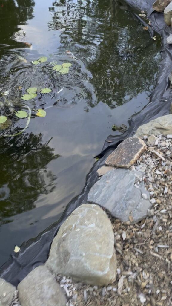 泳ぐ紅白の魚と水際で休む緑色のカエル