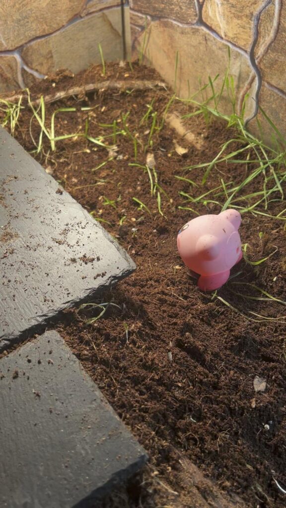 ピンク色のカービィが土の上に立っている