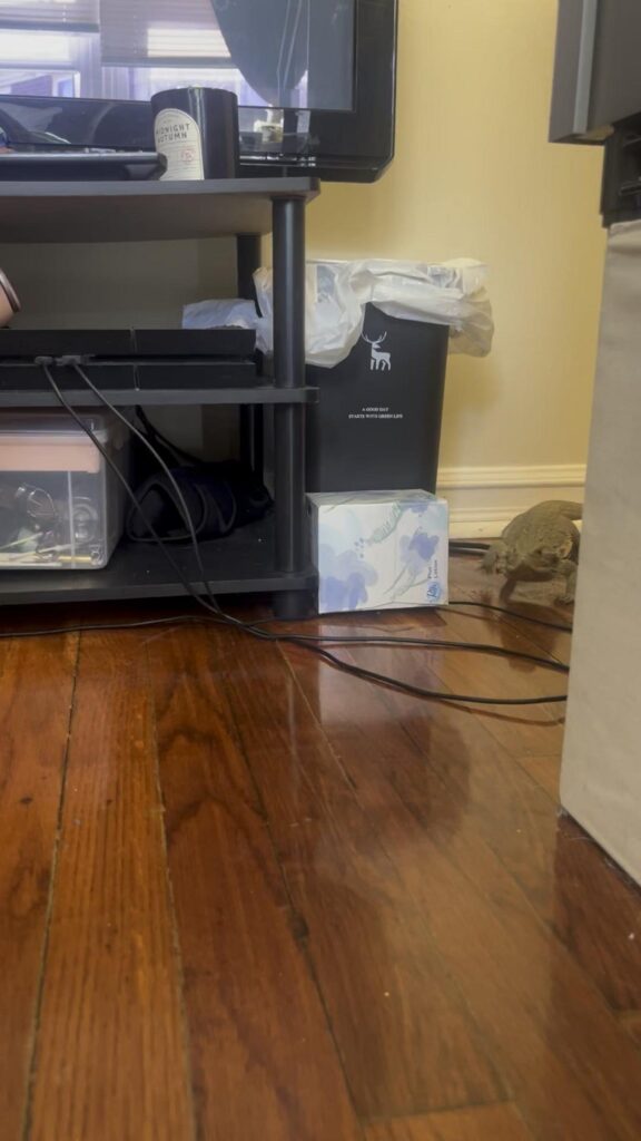 床を歩く茶色のフトアゴヒゲトカゲ