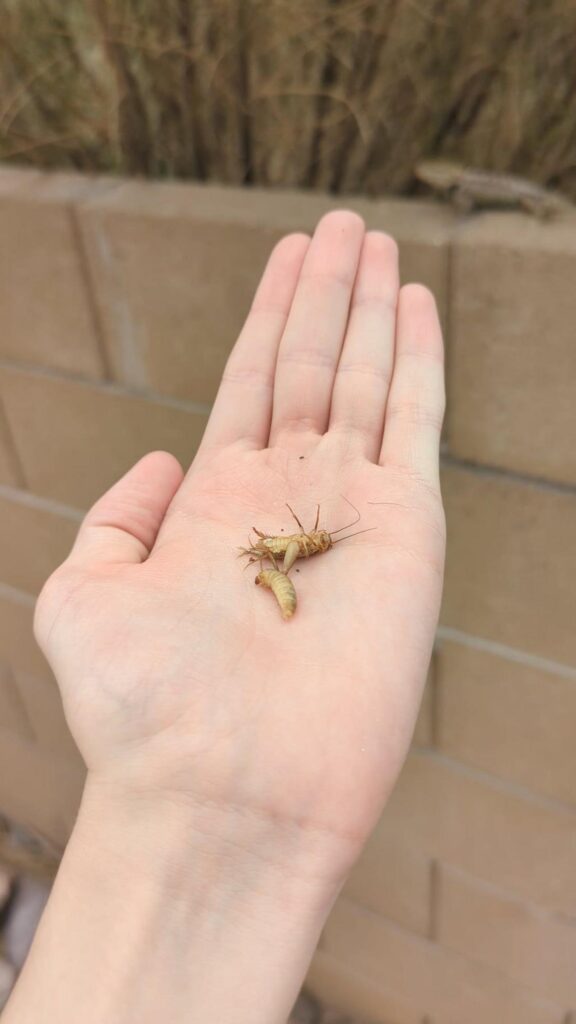 手のひらで横たわる薄茶色のコオロギ