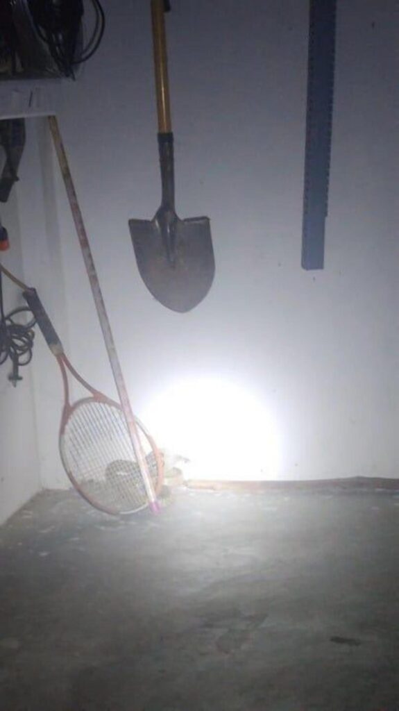 茶色い模様のヘビが床に止まっている