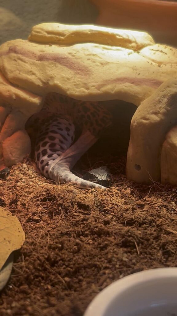 脱皮中の黄色いヒョウモントカゲモドキ