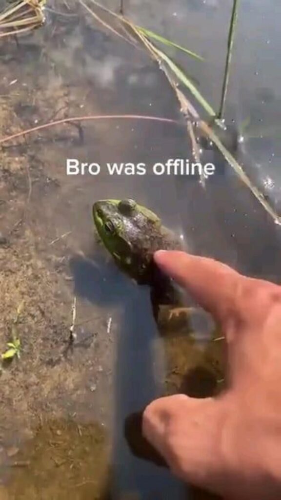 指で触られても動かない緑色のカエル