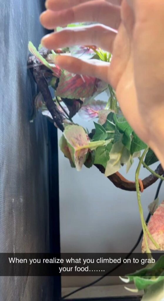 人の手を登る緑と赤色のカメレオン