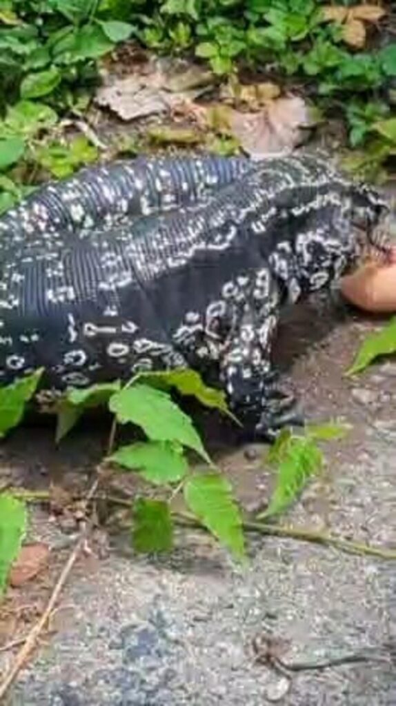 白黒模様のトカゲが餌を食べている