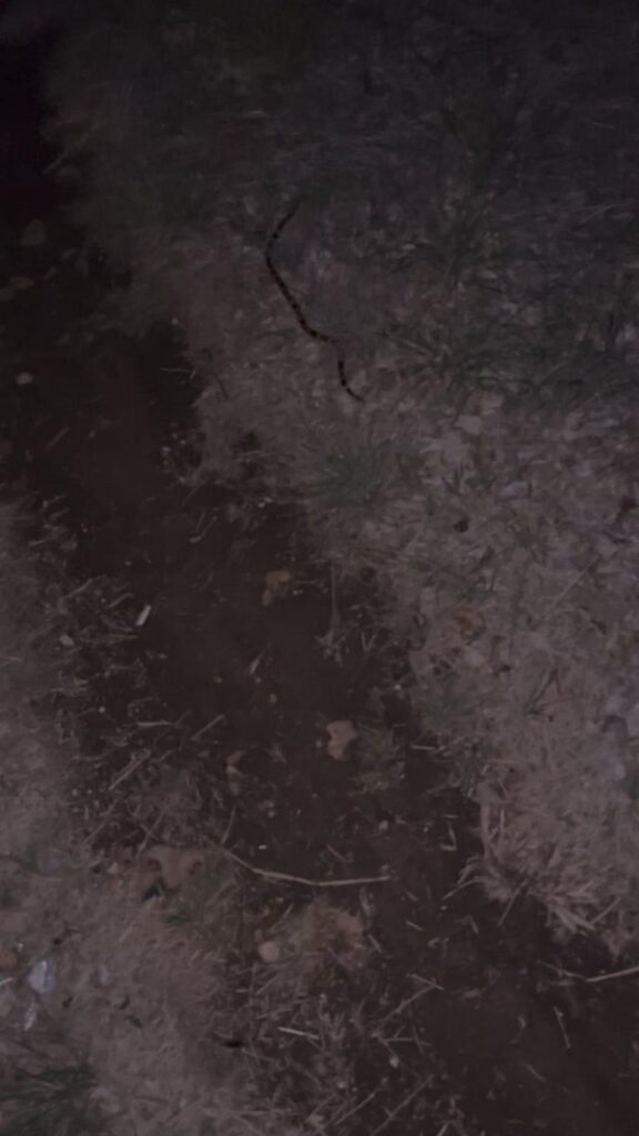 黒っぽいヘビが地面を這っている