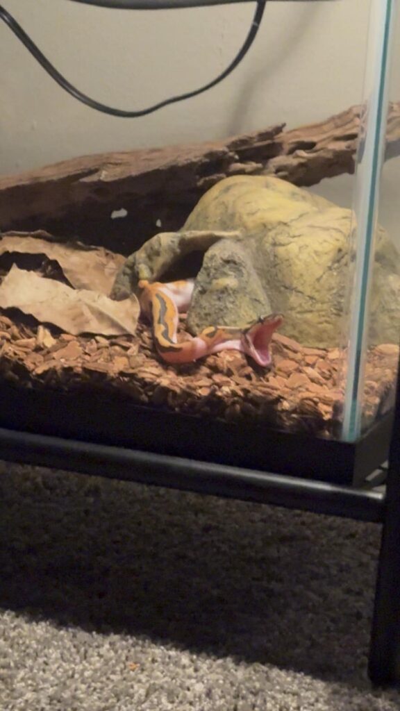 口を開けてあくびをしている黄色い蛇