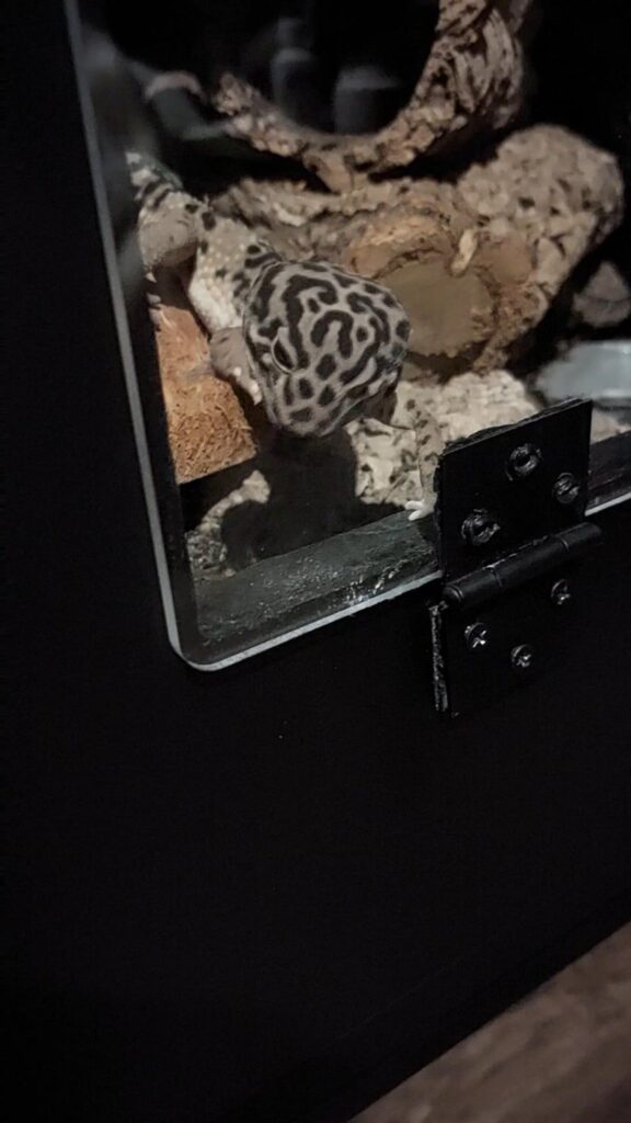 外を覗く白黒模様のレオパードゲッコー