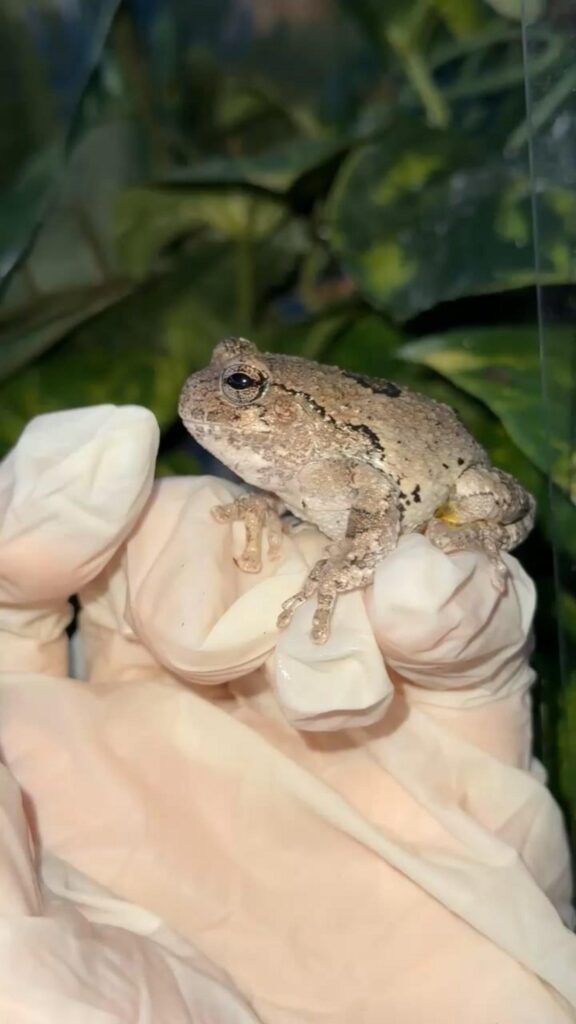 手袋の上に乗っている灰色のカエル