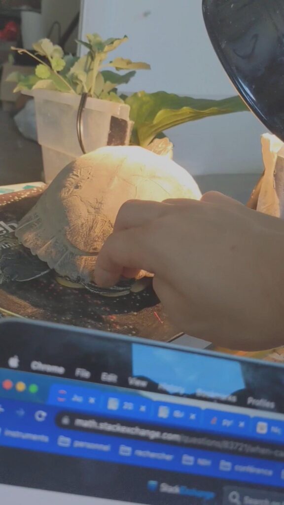 ライトの下で撫でられる灰色のカメ