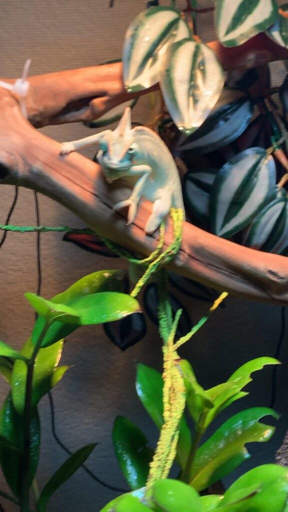 木に止まっている薄緑色のカメレオン