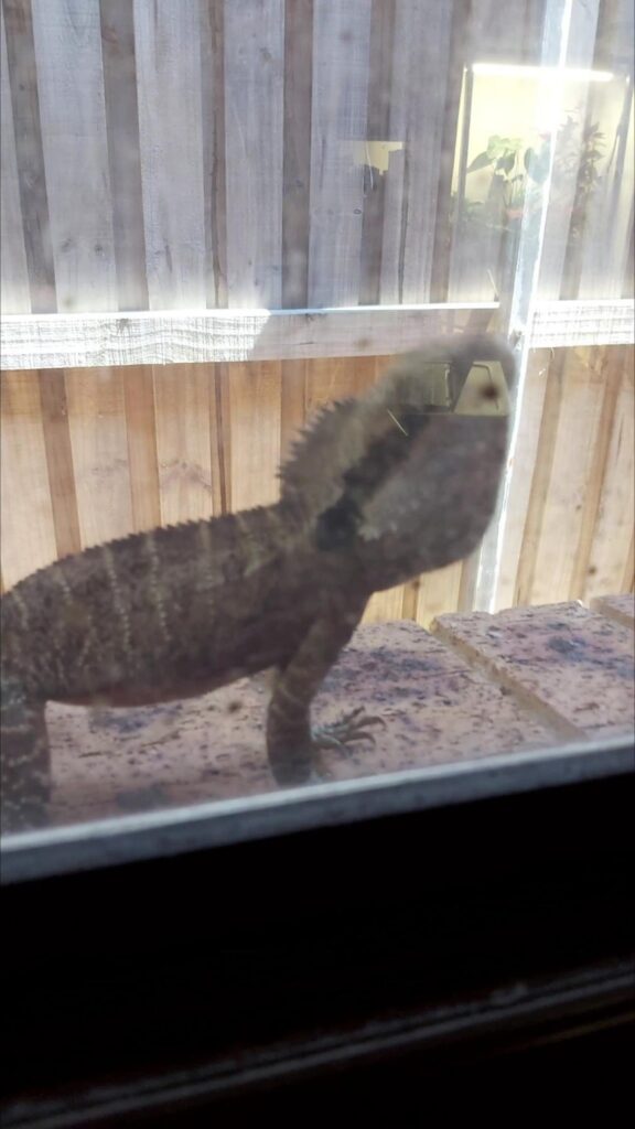 窓の外に立っている茶色いトカゲ