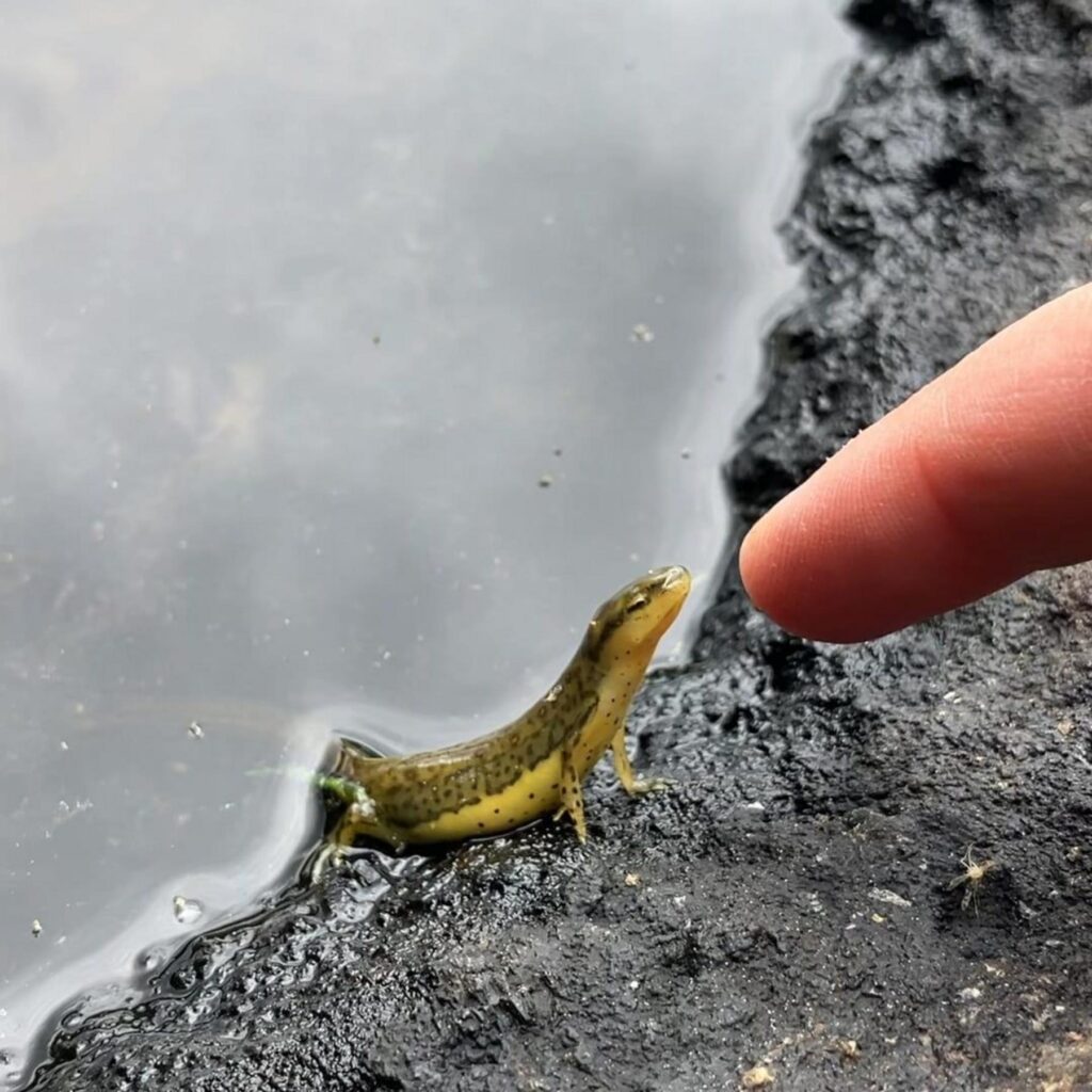 指を見上げる黄色い斑点模様のイモリ