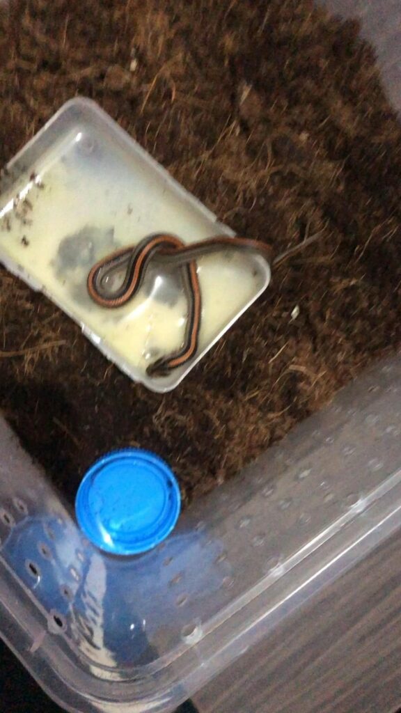 容器内の赤縞の蛇が動いている