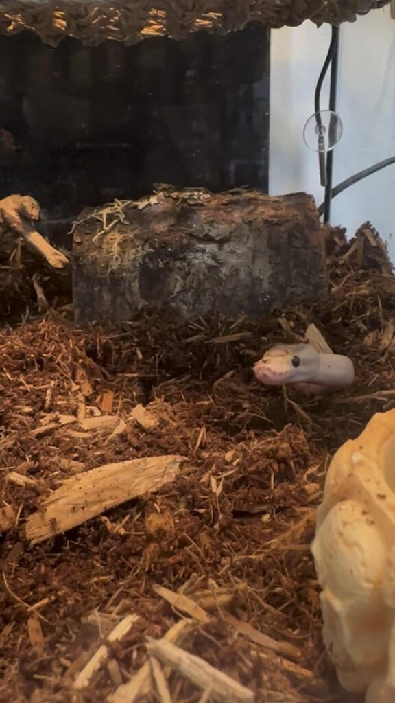 土から顔を出す淡いピンク色のヘビ