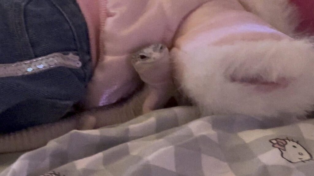 隙間から顔を出す白いトカゲ