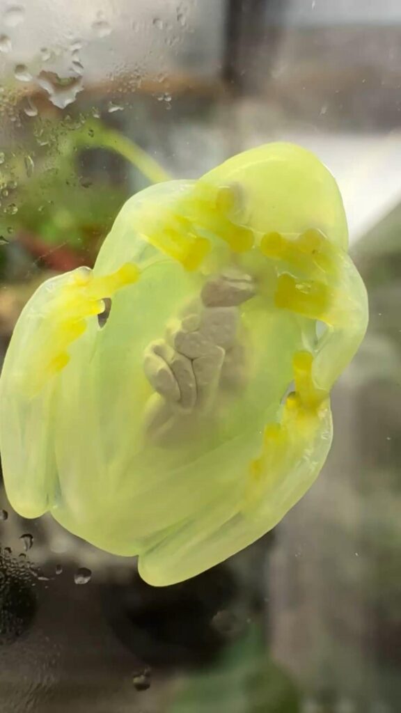 ガラスに張り付く黄緑色のガラスガエル