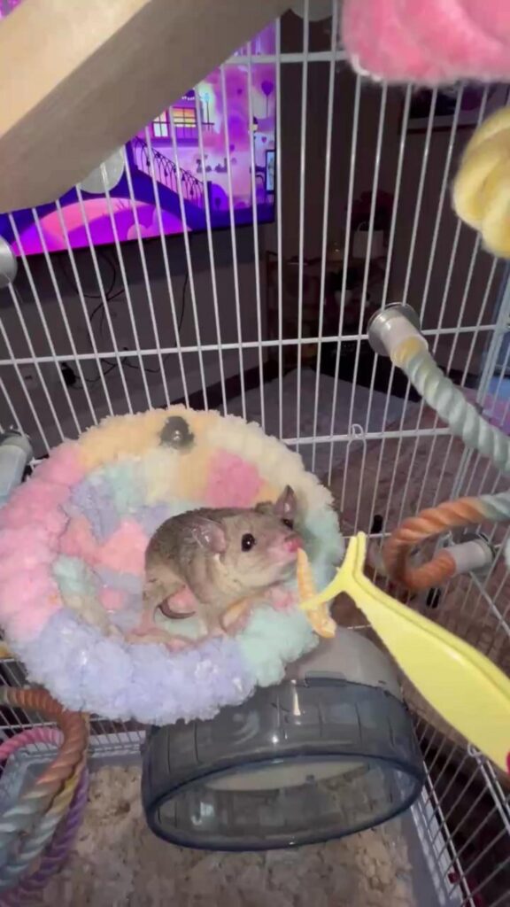 茶色の小動物が寝床で餌を食べている