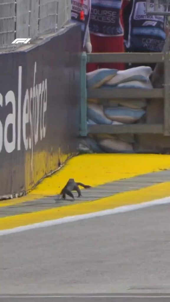 黒いトカゲがコースを走っている