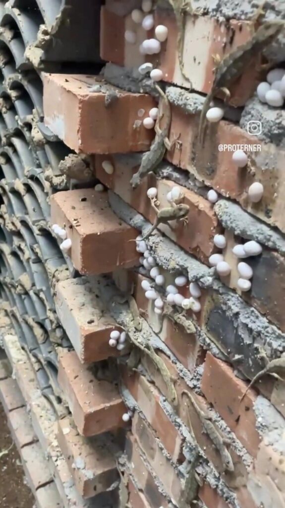 壁を這う灰緑色のヤモリが白い卵を産む