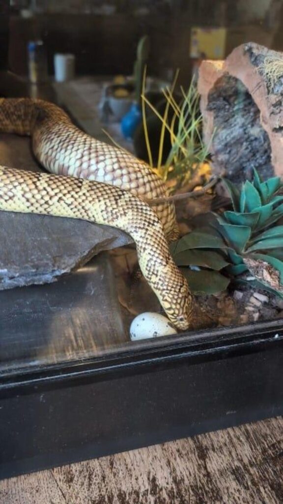 卵を覗き込む黄色い斑点模様のヘビ