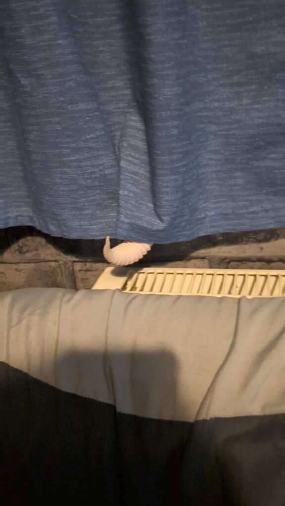 白いヤモリがカーテンから尻尾を出している