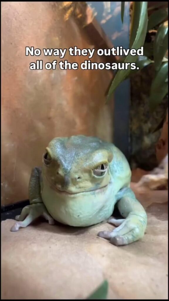 正面を向いて座る薄緑色のカエル