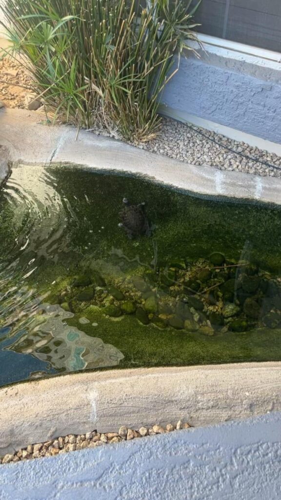 黒っぽい亀が池を泳いでいる