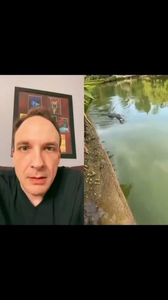 池を泳いでいる黒い水鳥