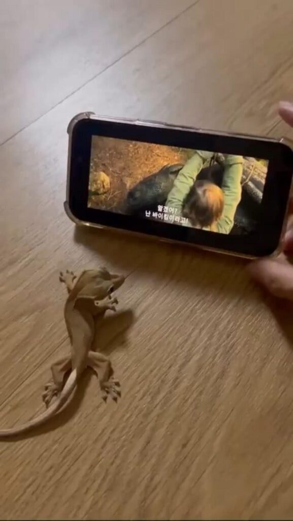 茶色のヤモリがスマホ画面を見ている