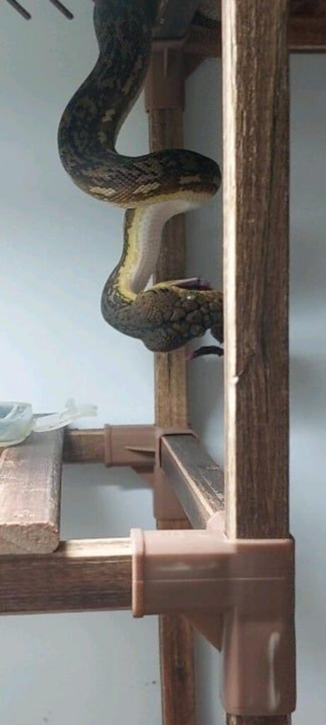 棚で口を開けてぶら下がる茶色のヘビ