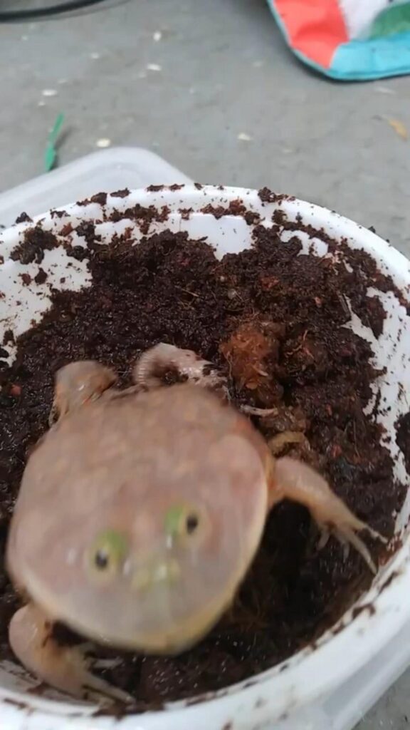 容器の土からこちらを見る薄茶色のカエル