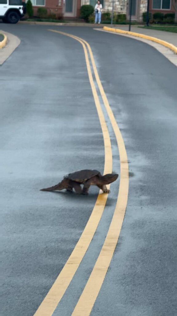 黒色のカミツキガメが道路を横断している