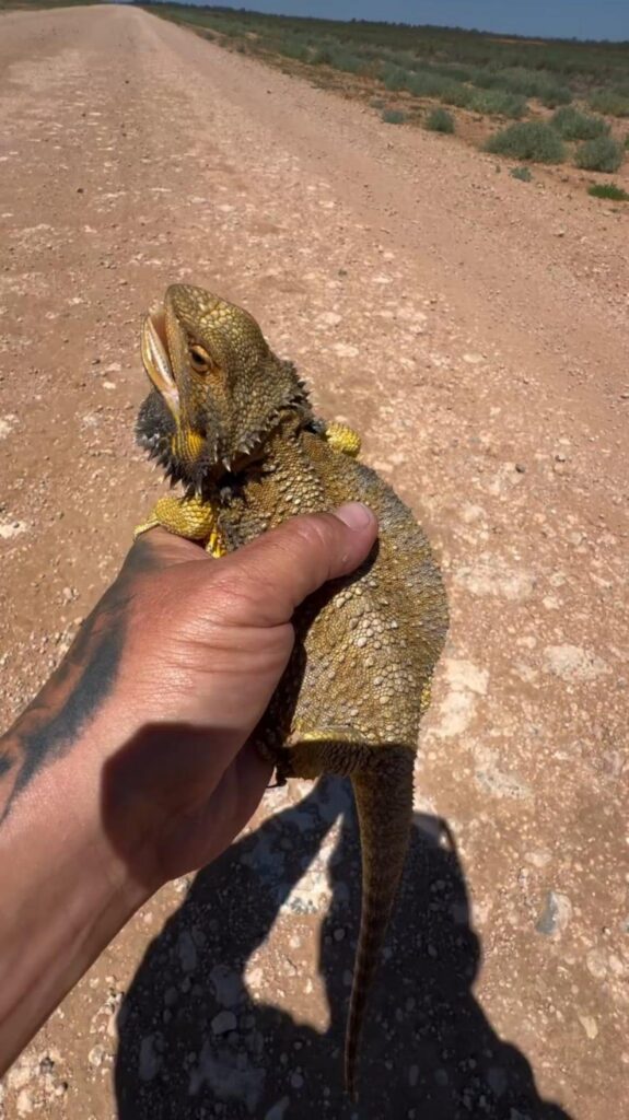 口を開ける黄色いフトアゴヒゲトカゲ